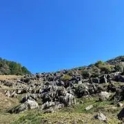 ありぼー