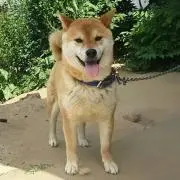 ゴン太☆プロフィール必読!!の画像