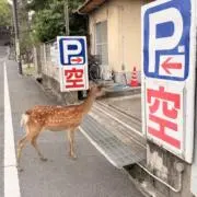 タコさんウィンナーの画像