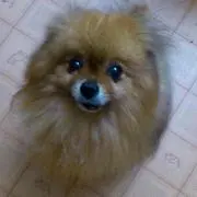 コタ