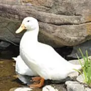 ヒヨコの画像