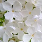 jasmine⭐︎の画像