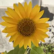 Megの画像