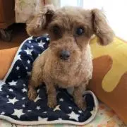 シナモンの画像