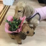 なななの画像