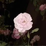Luca‪♔.゜の画像