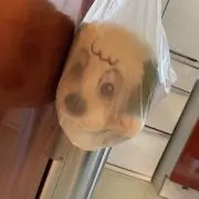 わんわん