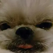 ちーちゃんの画像
