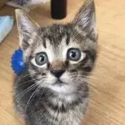 ホレストの画像