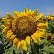 ☆ame꙳プロフ必読★*の画像