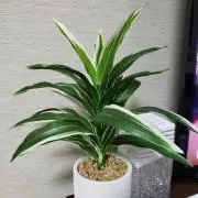 ちむぞーの画像