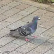 Tokaの画像