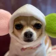 チェリーの画像
