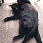 pomomi