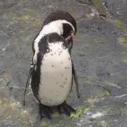シャフト