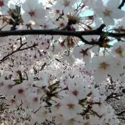 キラーの画像