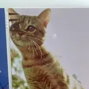 ネの画像