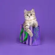FANCY♡catの画像