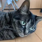 ひびきの画像