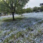 もちもちの画像