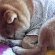 こなつの画像