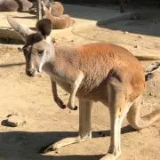 ゆめの画像