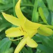 あんずの画像