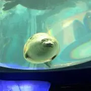 ガミ丸