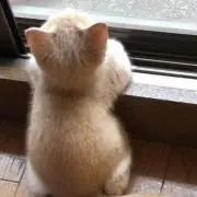 さんたの画像