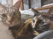 ちゃんみ～の画像