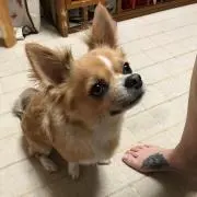 さゆ