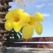 ALLAMANDA JAPANの画像