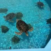 あーる