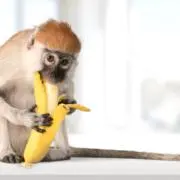 ちびすけの画像