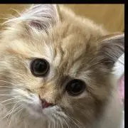 もふもこ