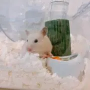 はむ