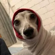 風雅の画像