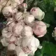 プロフ必読お願い致します✨パナメーラの画像