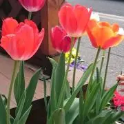 ♪の画像