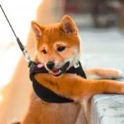 けんの画像
