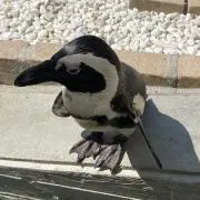 ぺこの画像