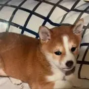 ブルーの画像
