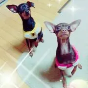 チョコ