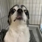 もも