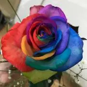 ミカエル 【プロフ一読下さいませ】の画像