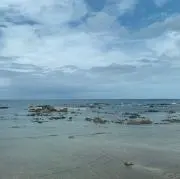 hamの画像