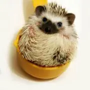 みっきーの画像