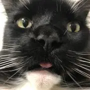 奈保の画像