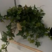 mikiの画像
