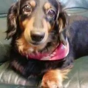 蘭ちゃん